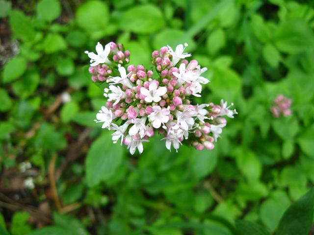 Eagle Creek-160.JPG - Eagle Creek